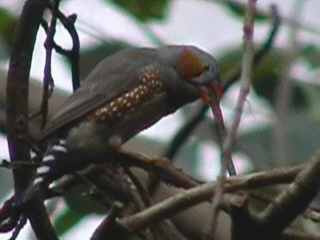 Bei uns in Steinen (D ) Lörrach triffst Du noch ein paar ganz verrückte Affen