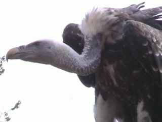 Wenn ich will flieg ich bis auf 11'000 Meter Höhe!