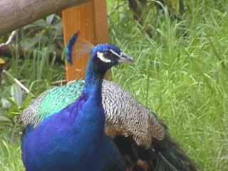 Hier im Park fühl ich mich wohl.